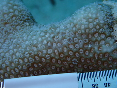 Porites porites