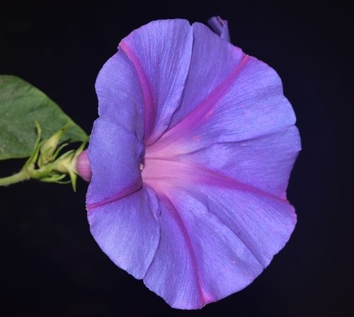 Ipomoea indica