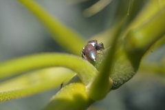 Sassacus