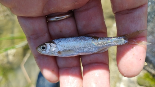Italian bleak (Alburnus albidus) — Cyprinidae
