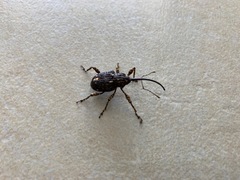 Ectatorhinus wallacei