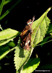 Celaenorrhinus ratna