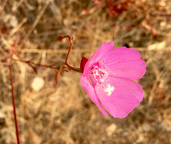 Clarkia lewisii