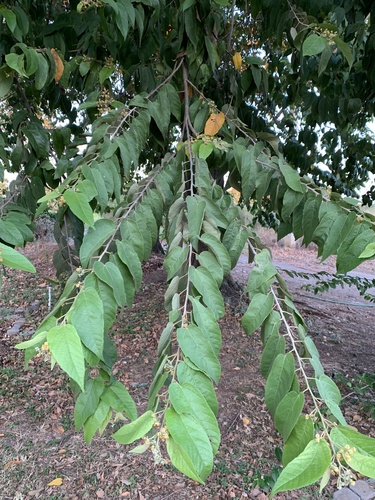 Guazuma ulmifolia