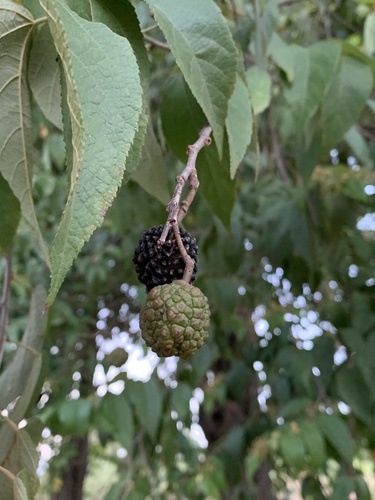 Guazuma ulmifolia