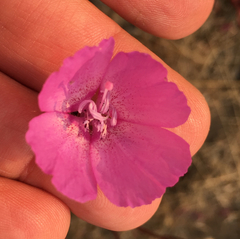 Clarkia lewisii
