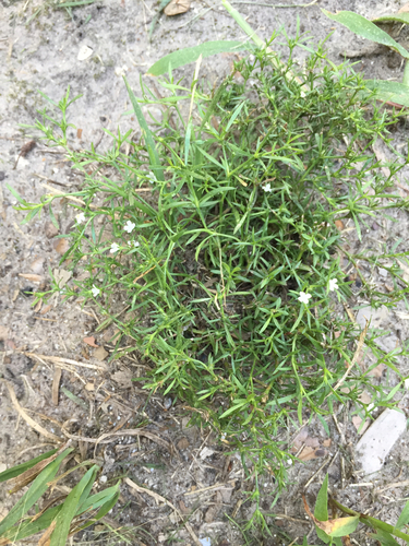 Polypremum procumbens