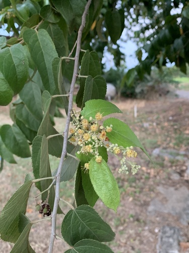 Guazuma ulmifolia