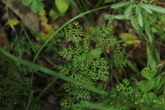Daucus montanus