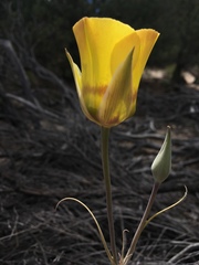 Calochortus concolor