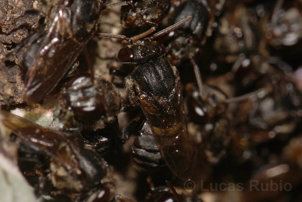 Hairless Robust-Stingless bee