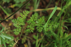 Daucus montanus