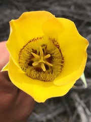Calochortus concolor