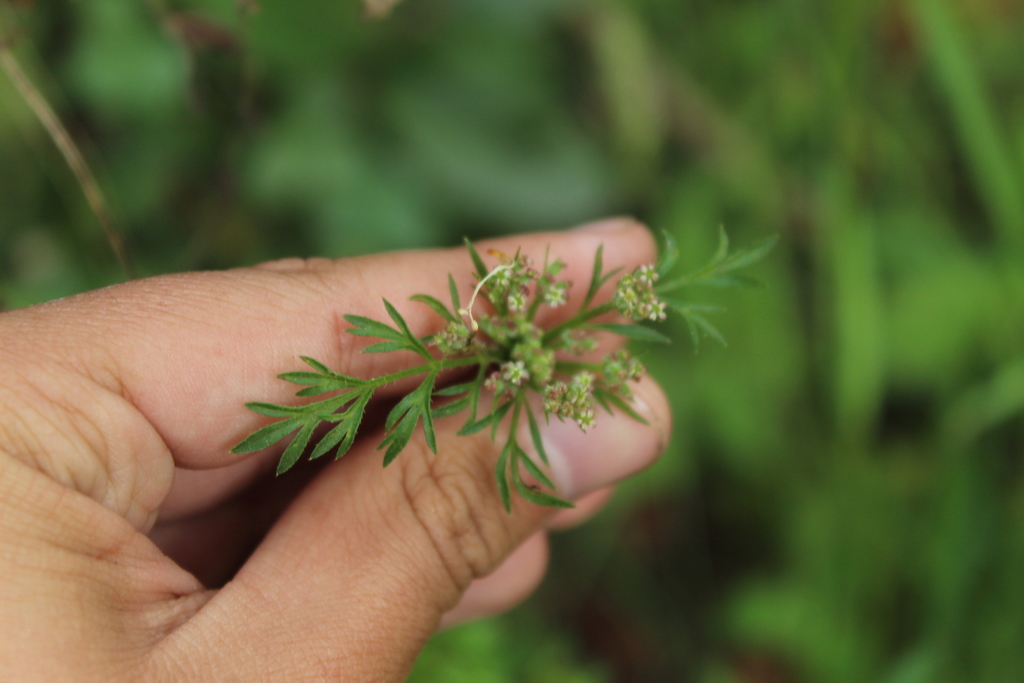 Daucus montanus (Daucus montanus)