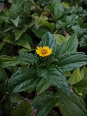 Sphagneticola trilobata