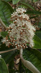 Miconia amoena