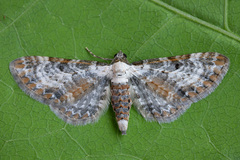 Eupithecia succenturiata