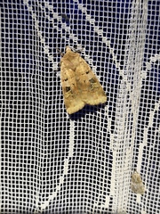 Diarsia mendica