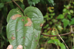 Smilax tomentosa