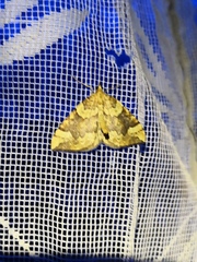 Eulithis populata