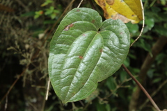 Smilax tomentosa