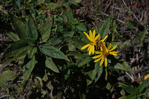 Image of Helianthus hirsutus by no rights reserved