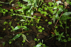 Ranunculus flagelliformis