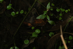 Ranunculus flagelliformis