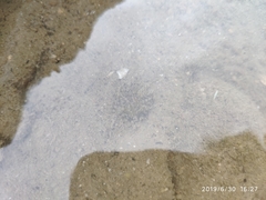 Anthopleura dixoniana