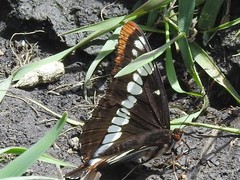 Limenitis lorquini burrisoni
