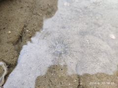 Anthopleura dixoniana