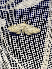 Eupithecia semigraphata