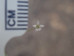 Nemacladus pinnatifidus