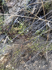 Nemacladus pinnatifidus