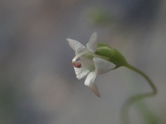 Nemacladus pinnatifidus