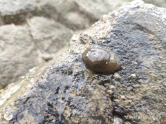 Anthopleura buddemeieri