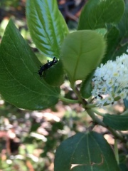 Pseudoxylosteus ornatus