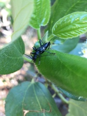 Pseudoxylosteus ornatus