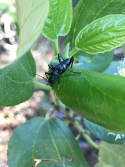 Pseudoxylosteus ornatus