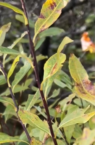 Image of Salix planifolia by no rights reserved