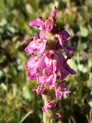 Pedicularis attollens