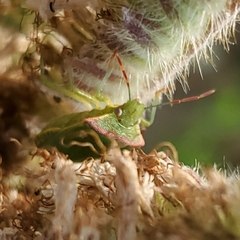 Thyanta pallidovirens