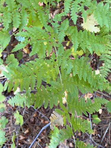 iNaturalist observation photo of common bracken
