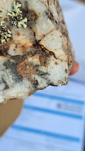 Rose Gold Lichen