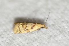 Phtheochroa vitellinana