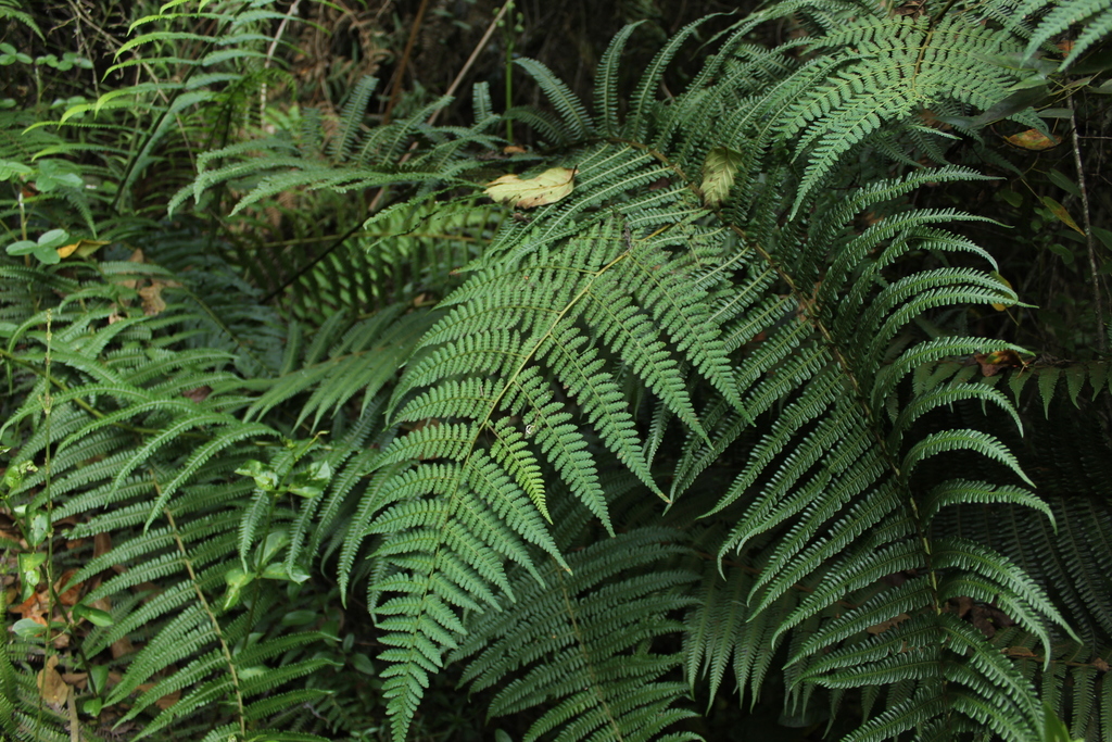 Hypolepis viscosa