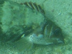 Neoniphon vexillarium