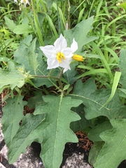 Solanum carolinense