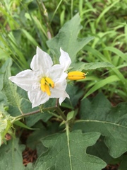 Solanum carolinense