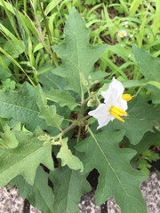 Solanum carolinense